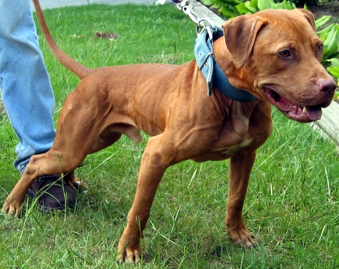 Machobuck dogs sales for sale